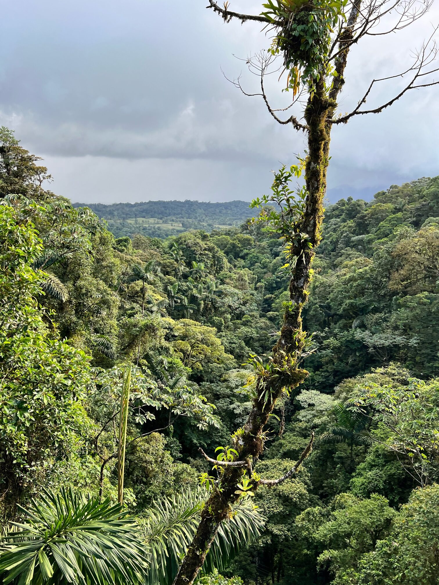 The rainforest in Costa Rica. Photo courtesy of Sally Brannan Hurt.
