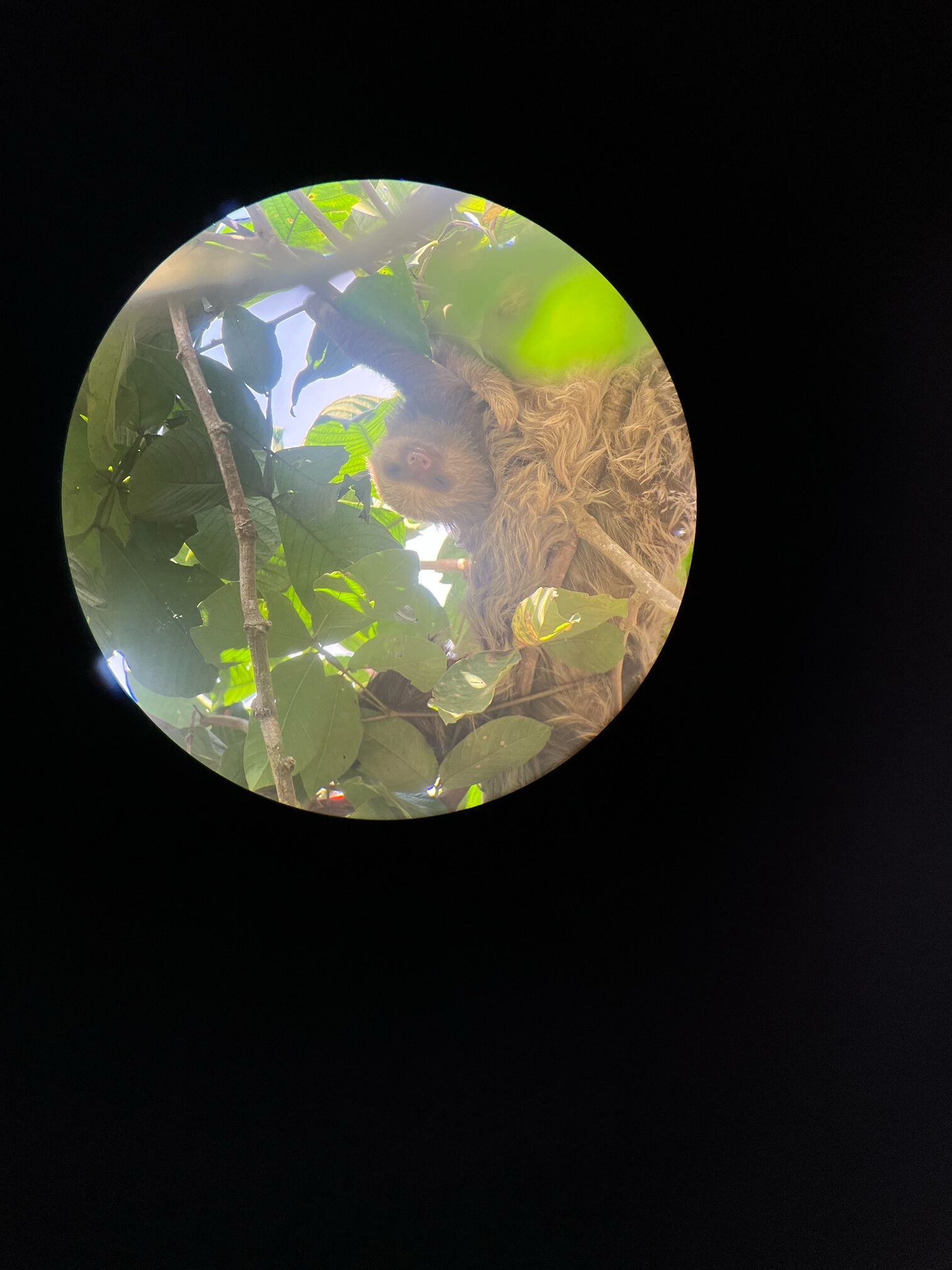 A sloth that Sally spotted in Costa Rica. Photo courtesy of Sally Brannan Hurt.