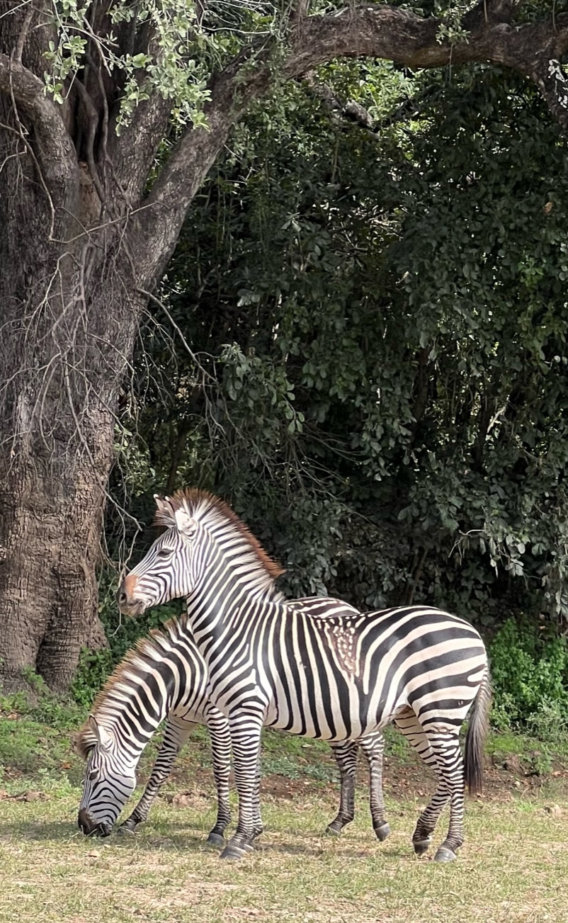 A pair of zebras in Africa. Photo by Sally Brannan Hurt.