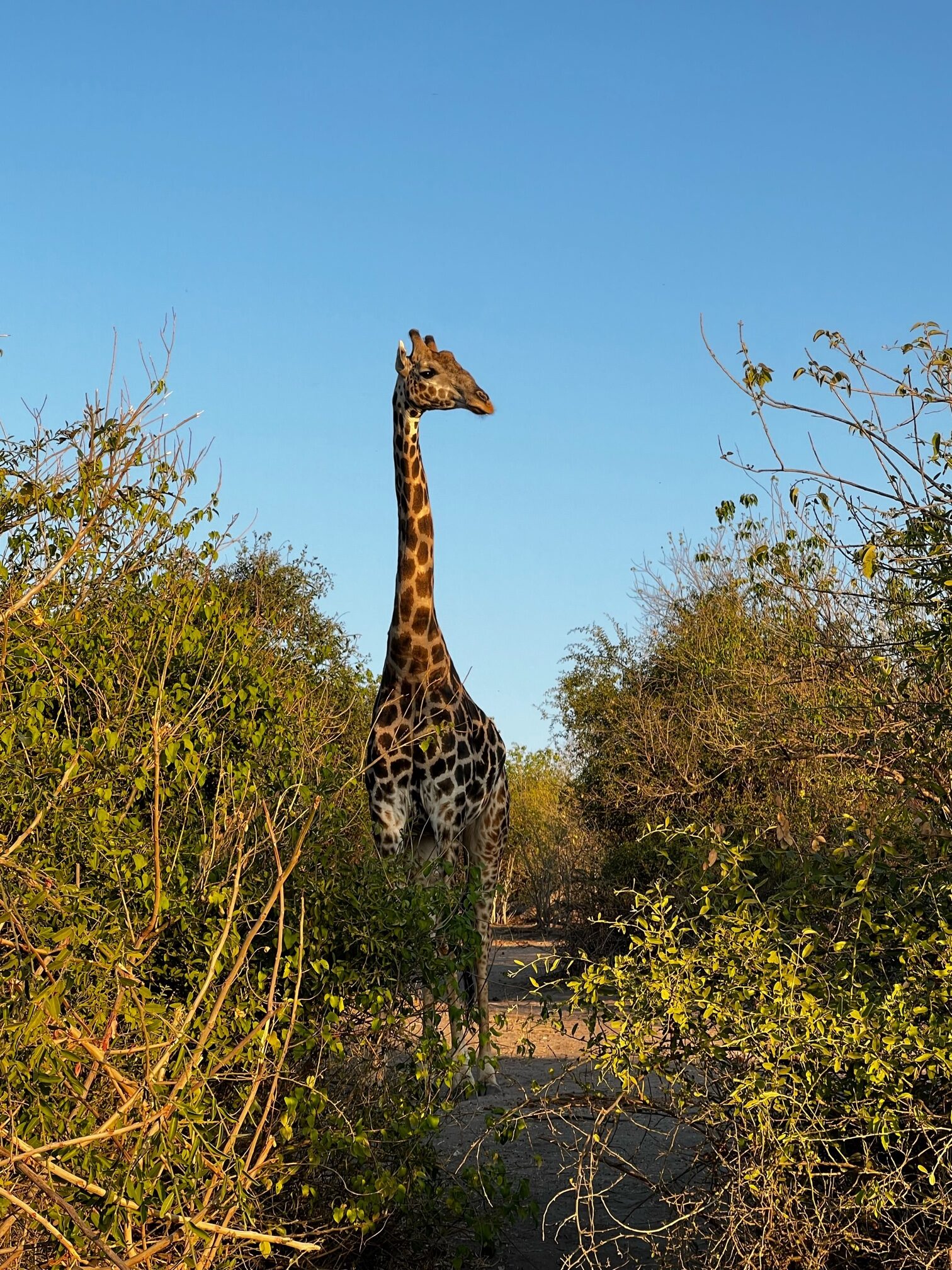 A giraffe in Africa. Photo courtesy of Sally Brannan Hurt.