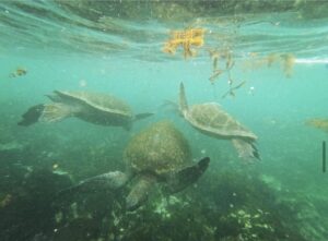 Green sea turtles, taken by Kylie Jackson.