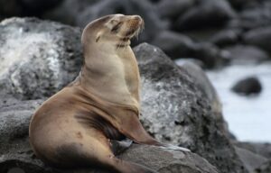 A Galápagos sea lion, taken by Kylie Jackson.