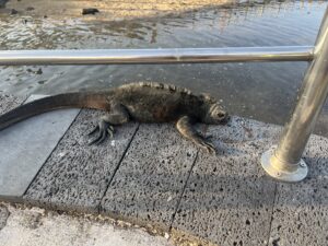 In the Galápagos Islands, Sean observed wildlife he had been fascinated by since he was a child, including marine iguanas. Photo courtesy of Sean McGavin.